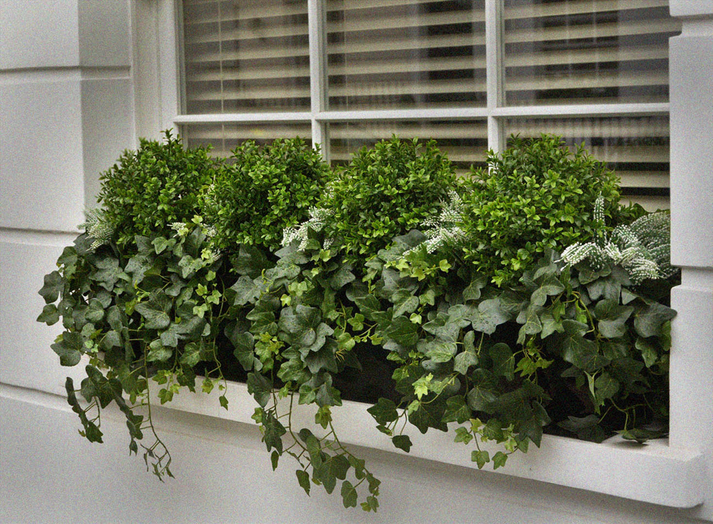 482 fake landscapes custom 110cm ivy, boxwood and erica window box 1080DEF