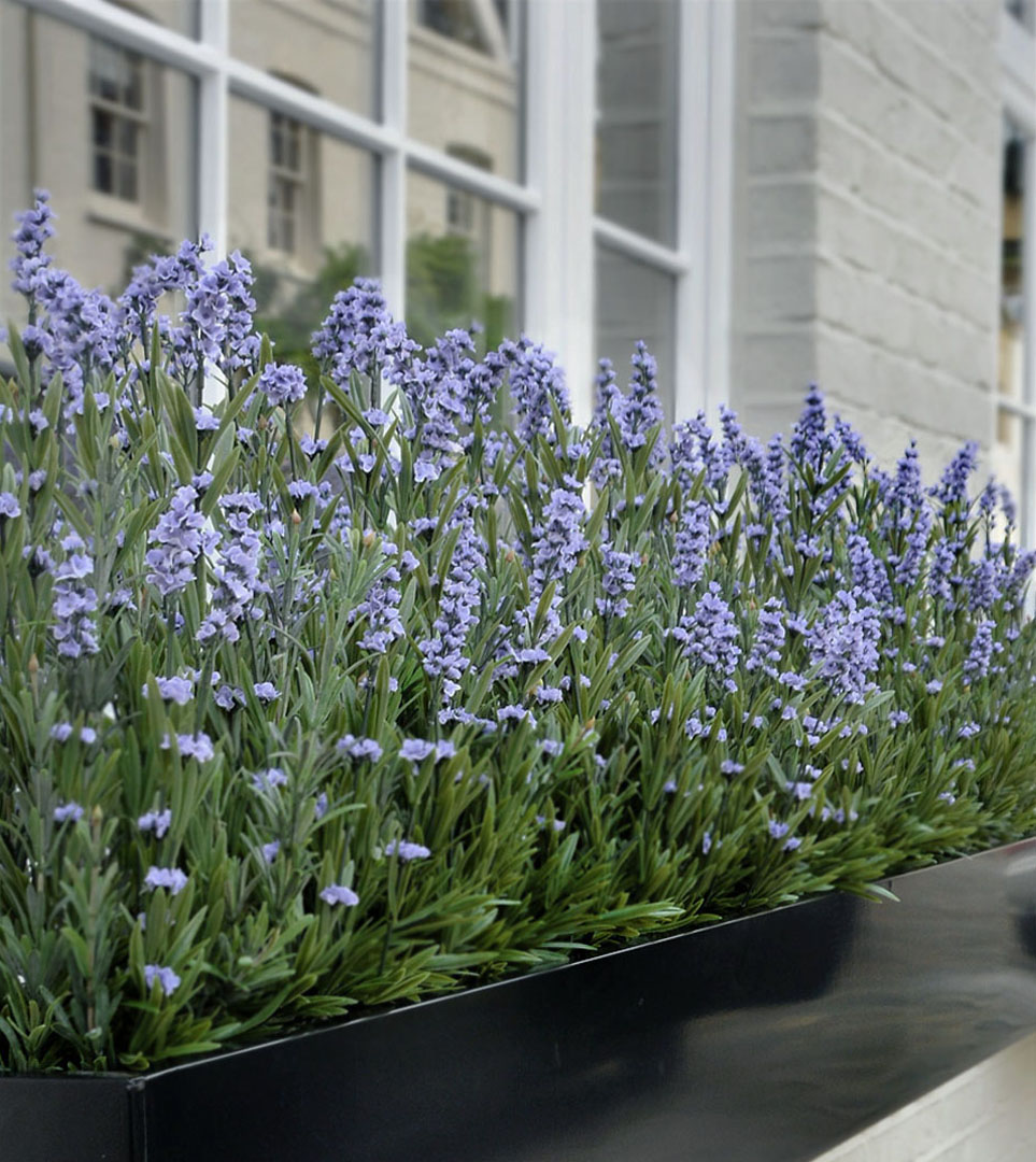 491 fake landscapes rosemary and lavender extended window box