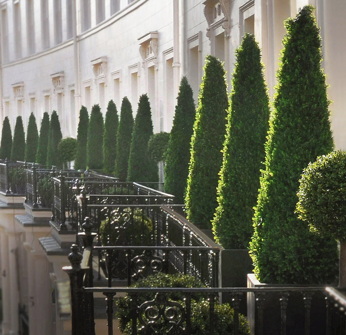 455 Fake Landscapes 350cm cypress trees Grosvenor Crescent balconies SW1