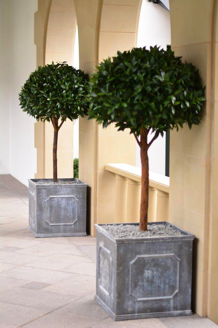 635 def fake landscapes2m laurel topiary 'lollipops'