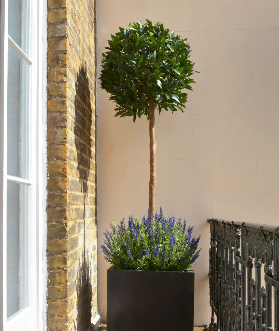 639 small topiary with lavender