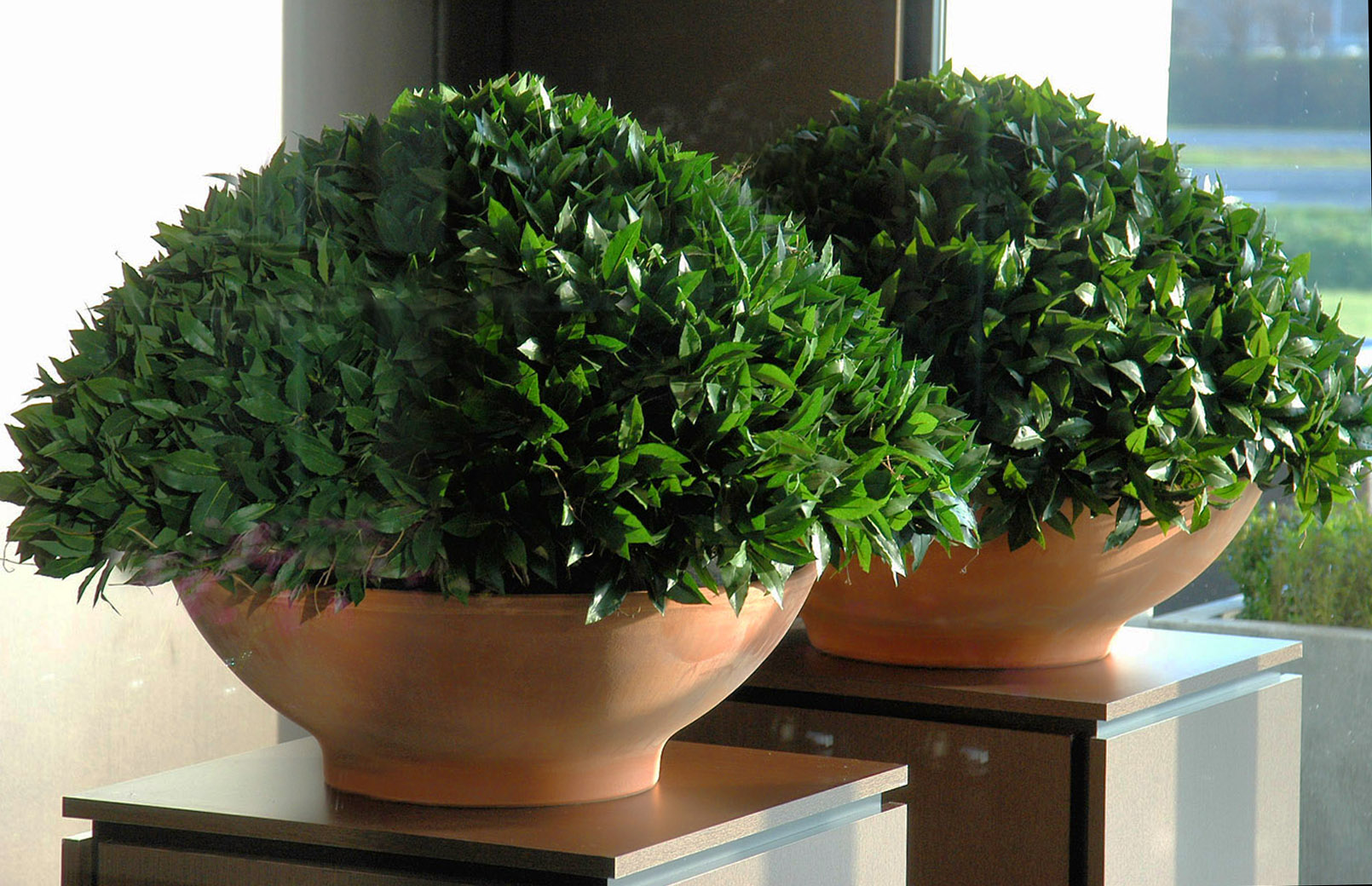 642 topiary bowls