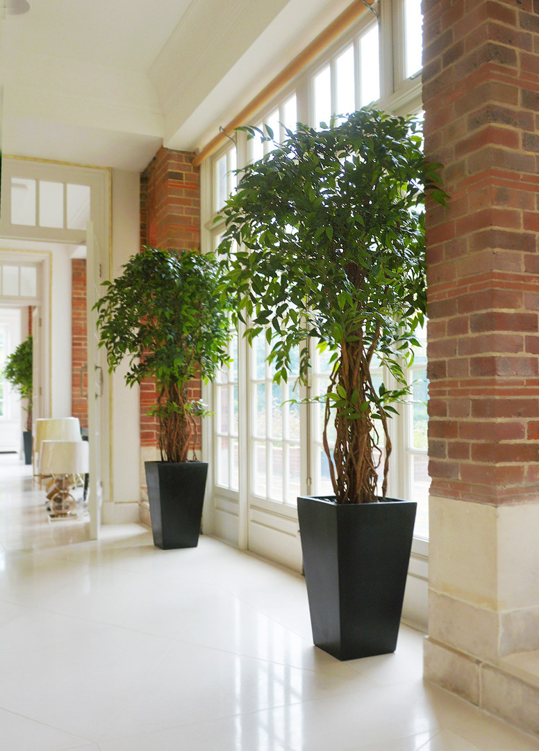 704 fake landscapes 180cm french liana ficus in anthracite