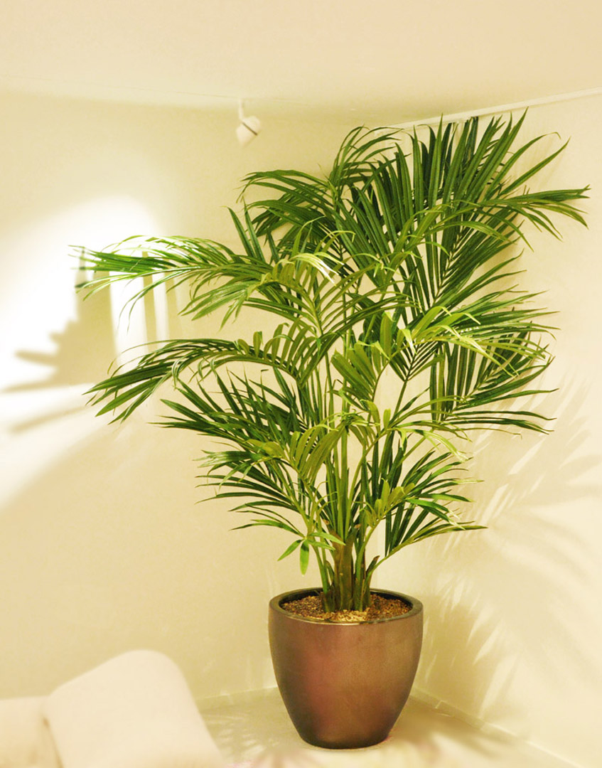 706 fake landscapes 210cm dl Kentia palm in clients pot