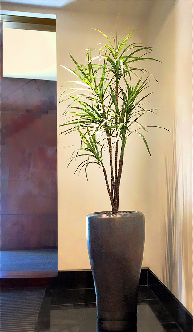 711 fake landscapes fine leaf dracaena 160cm in 40cm planter