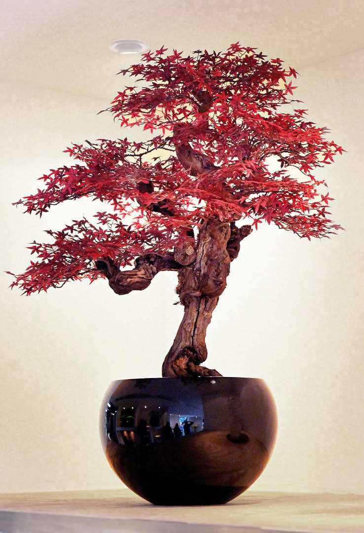 781 fake landscapes 90 cm tall red acer bonsai 1080DEF