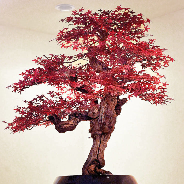 781-fake-landscapes-90-cm-tall-red-acer-bonsai-1080DEF